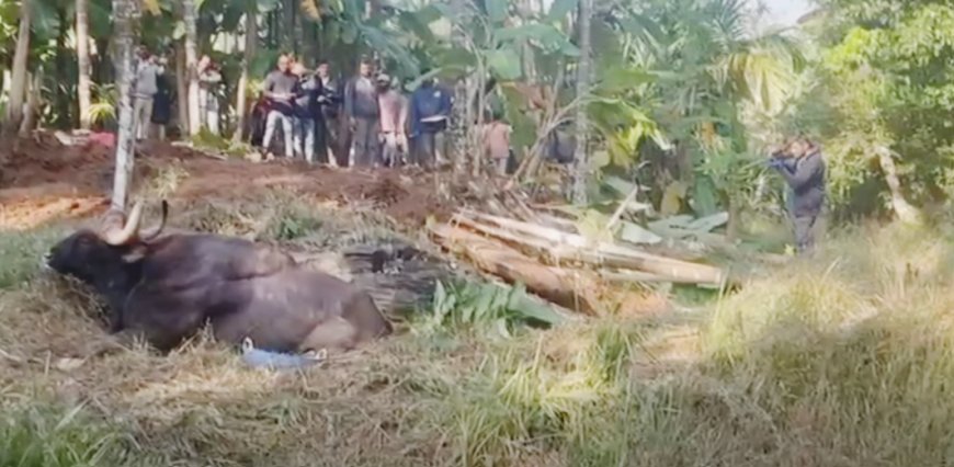 ಗವಿನಗುಡ್ಡದಲ್ಲಿ ಕಾಲು ಮುರಿದುಕೊಂಡಿದ್ದ ಕಾಡುಕೋಣ ಇನ್ನಿಲ್ಲ