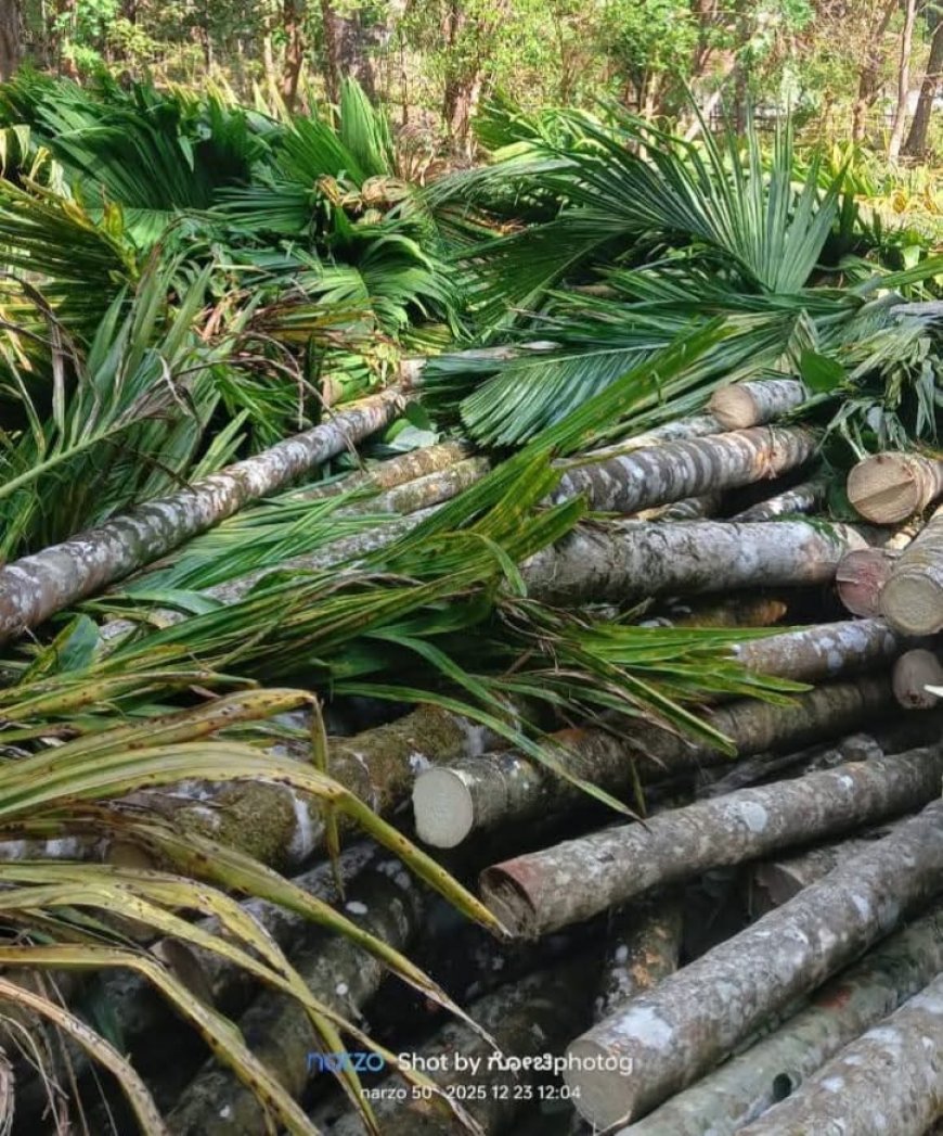 ಗೋಳಿಕೈ ಗಿಡ ನಾಶ - ನೀತಿ, ಕ್ರಮ, ಉಲ್ಲಂಘನೆ: ದೌಜನ್ಯ ನಿಯಂತ್ರಣಕ್ಕೆ ಆಗ್ರಹ - ರವೀಂದ್ರ ನಾಯ್ಕ