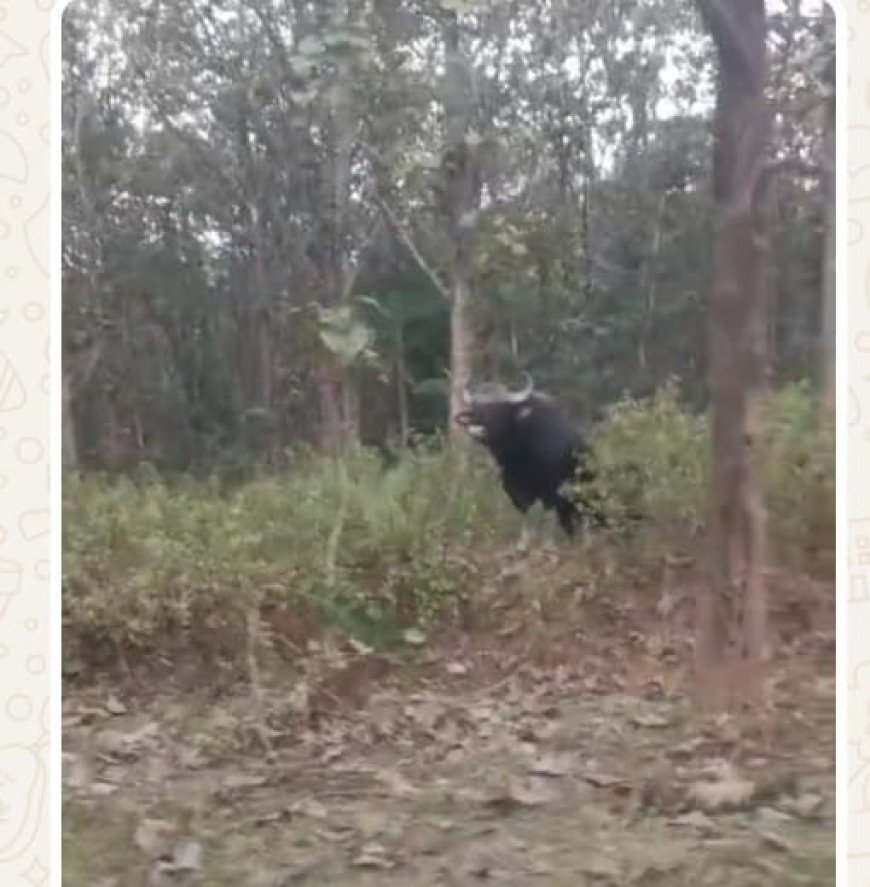 ಮದನೂರು ರಸ್ತೆ ಪಕ್ಕ ಕಾಡುಕೋಣ ಪ್ರತ್ಯಕ್ಷ