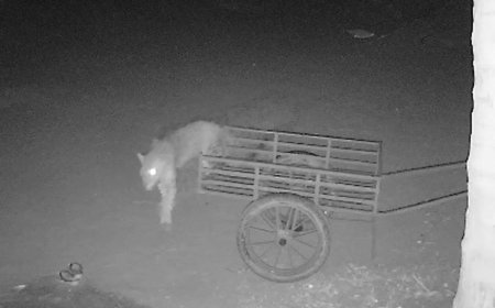 ಮನೆ ಅಂಗಳಕ್ಕೇ ಲಗ್ಗೆ ಇಟ್ಟ ಚಿರತೆ! ಶಿರಸಿಯ ಹುಸರಿ ಗ್ರಾಮಸ್ಥರಲ್ಲಿ ಆತಂಕ: ಸಿಸಿಟಿವಿಯಲ್ಲಿ ದೃಶ್ಯ ಸೆರೆ | ವೀಡಿಯೋ ಇಲ್ಲಿದೆ ನೋಡಿ