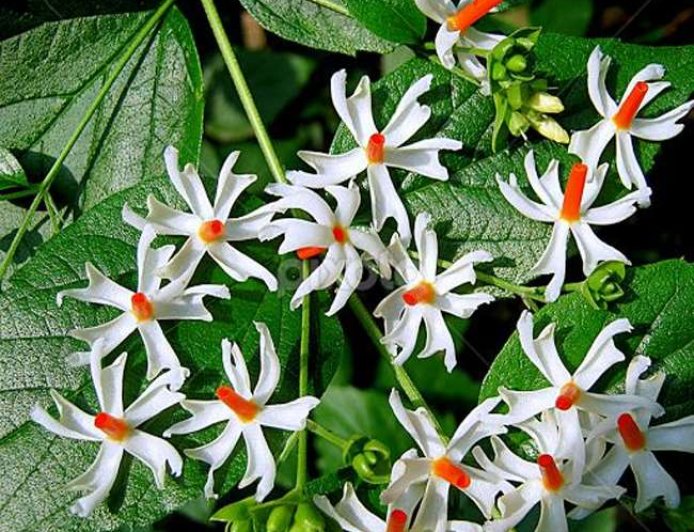 ಪರಿಮಳಕ್ಕೆ ಅಷ್ಟೇ ಅಲ್ಲ ಈ ಪಾರಿಜಾತ ! ಇದು ಔಷಧಿಗಳ ಆಗರ