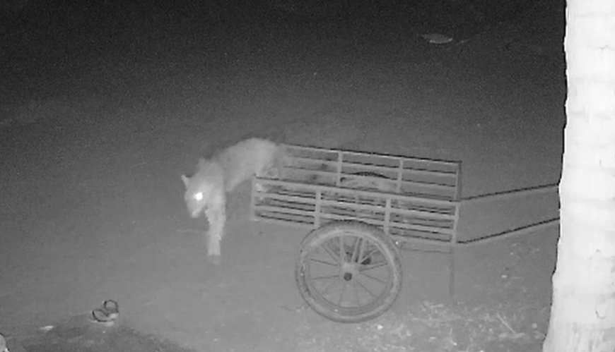 ಮನೆ ಅಂಗಳಕ್ಕೇ ಲಗ್ಗೆ ಇಟ್ಟ ಚಿರತೆ! ಶಿರಸಿಯ ಹುಸರಿ ಗ್ರಾಮಸ್ಥರಲ್ಲಿ ಆತಂಕ: ಸಿಸಿಟಿವಿಯಲ್ಲಿ ದೃಶ್ಯ ಸೆರೆ | ವೀಡಿಯೋ ಇಲ್ಲಿದೆ ನೋಡಿ