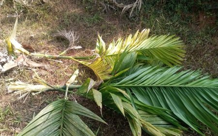 ಕಾಡುಹಂದಿ, ಕಡವೆಗಳ ಅಬ್ಬರ; ಕೈಗೆ ಬಂದ ತುತ್ತು ಪ್ರಾಣಿಗಳ ಪಾಲು! Video Viral