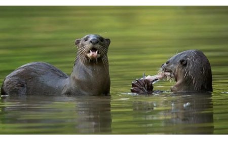 ನೀರಿನ ರಾಜಕುಮಾರ — ನೀರುನಾಯಿ : ಬೇಡ್ತಿ-ಅಘನಾಶಿನಿ ತಿರುವಿನ ಕುರಿತು ನೀರಿನ ರಾಜಕುಮಾರ” ನಮಗೆ ನೀಡುವ ಎಚ್ಚರಿಕೆ