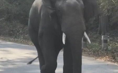 ದಾಂಡೇಲಿ: ಅಂಬಿಕಾನಗರ ರಸ್ತೆಯಲ್ಲಿ ಬೃಹತ್ ಕಾಡಾನೆ ಪ್ರತ್ಯಕ್ಷ; ವಾಹನ ಸವಾರರಲ್ಲಿ ಆತಂಕ