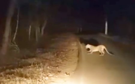 ಶಿರಸಿ-ಸೋಂದಾ ರಸ್ತೆಯಲ್ಲಿ ಚಿರತೆ ಮರಿ ಪ್ರತ್ಯಕ್ಷ: ಬೈಕ್ ಸವಾರರೇ ಎಚ್ಚರ!