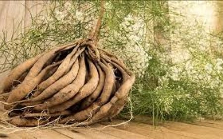 ಶತಾವರಿ: ಆಯುರ್ವೇದದ ಅಮೃತ.