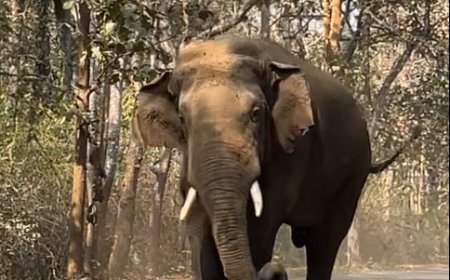 ದಾಂಡೇಲಿ: ಭಾಗವತಿ ರಸ್ತೆಯಲ್ಲಿ ‘ಗಜ’ಗಾಂಭೀರ್ಯ! ಅರ್ಧ ಗಂಟೆ ಕಾಲ ವಾಹನ ಸವಾರರ ಎದೆಬಡಿತ ಹೆಚ್ಚಿಸಿದ ಒಂಟಿ ಸಲಗ