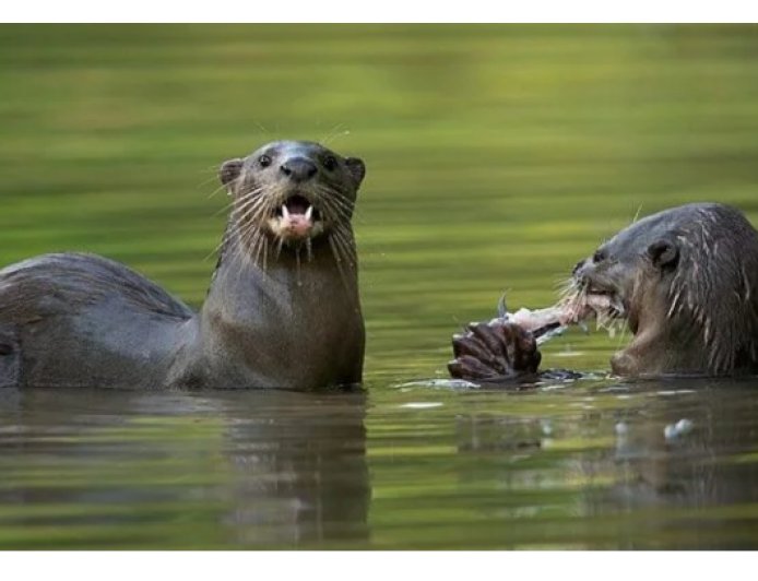 ನೀರಿನ ರಾಜಕುಮಾರ — ನೀರುನಾಯಿ : ಬೇಡ್ತಿ-ಅಘನಾಶಿನಿ ತಿರುವಿನ ಕುರಿತು ನೀರಿನ ರಾಜಕುಮಾರ” ನಮಗೆ ನೀಡುವ ಎಚ್ಚರಿಕೆ