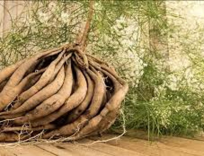 ಶತಾವರಿ: ಆಯುರ್ವೇದದ ಅಮೃತ.