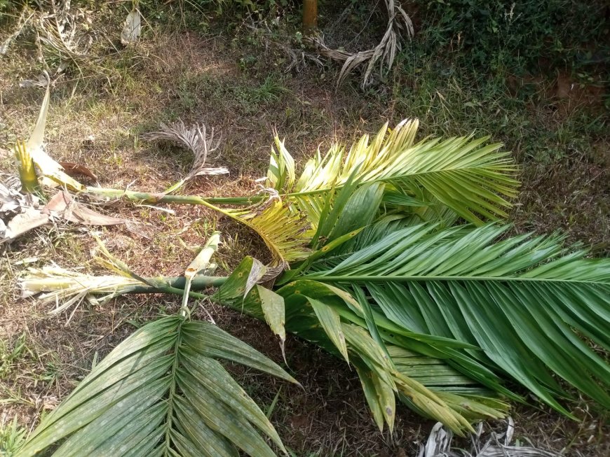 ಕಾಡುಹಂದಿ, ಕಡವೆಗಳ ಅಬ್ಬರ; ಕೈಗೆ ಬಂದ ತುತ್ತು ಪ್ರಾಣಿಗಳ ಪಾಲು! Video Viral