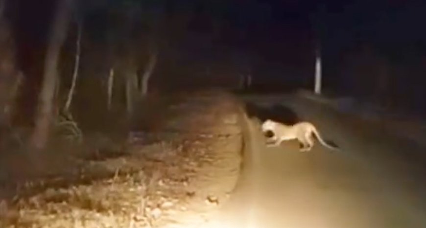 ಶಿರಸಿ-ಸೋಂದಾ ರಸ್ತೆಯಲ್ಲಿ ಚಿರತೆ ಮರಿ ಪ್ರತ್ಯಕ್ಷ: ಬೈಕ್ ಸವಾರರೇ ಎಚ್ಚರ!