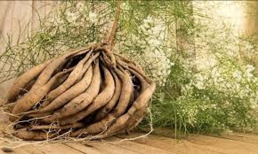 ಶತಾವರಿ: ಆಯುರ್ವೇದದ ಅಮೃತ.