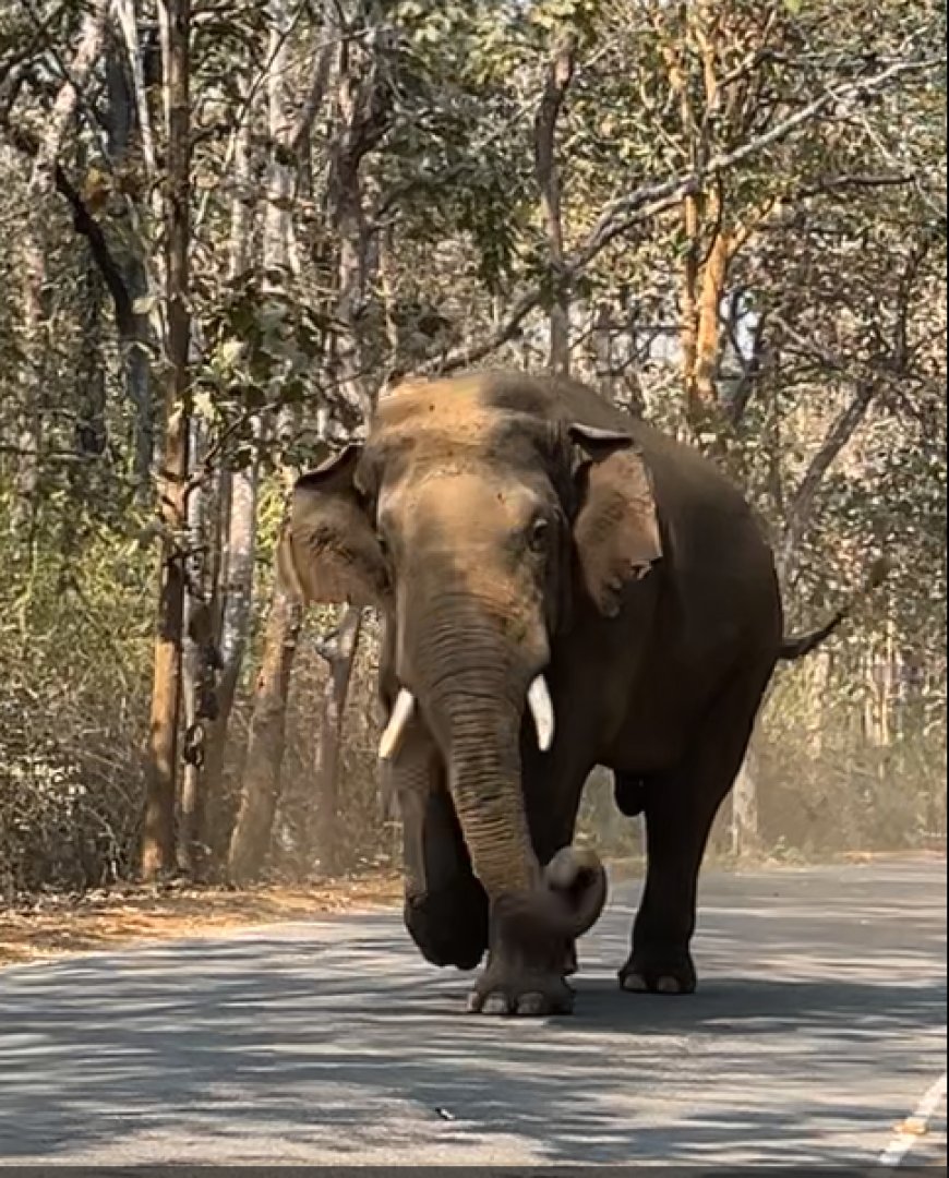 ದಾಂಡೇಲಿ: ಭಾಗವತಿ ರಸ್ತೆಯಲ್ಲಿ ‘ಗಜ’ಗಾಂಭೀರ್ಯ! ಅರ್ಧ ಗಂಟೆ ಕಾಲ ವಾಹನ ಸವಾರರ ಎದೆಬಡಿತ ಹೆಚ್ಚಿಸಿದ ಒಂಟಿ ಸಲಗ