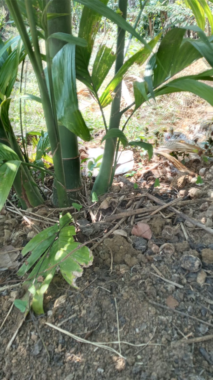 ಪ್ರಕೃತಿ ವಿಸ್ಮಯ: ಒಂದೇ ಅಡಿಕೆಯಿಂದ ಹೊರಹೊಮ್ಮಿದ ಒಂಬತ್ತು ಸಸಿಗಳು!