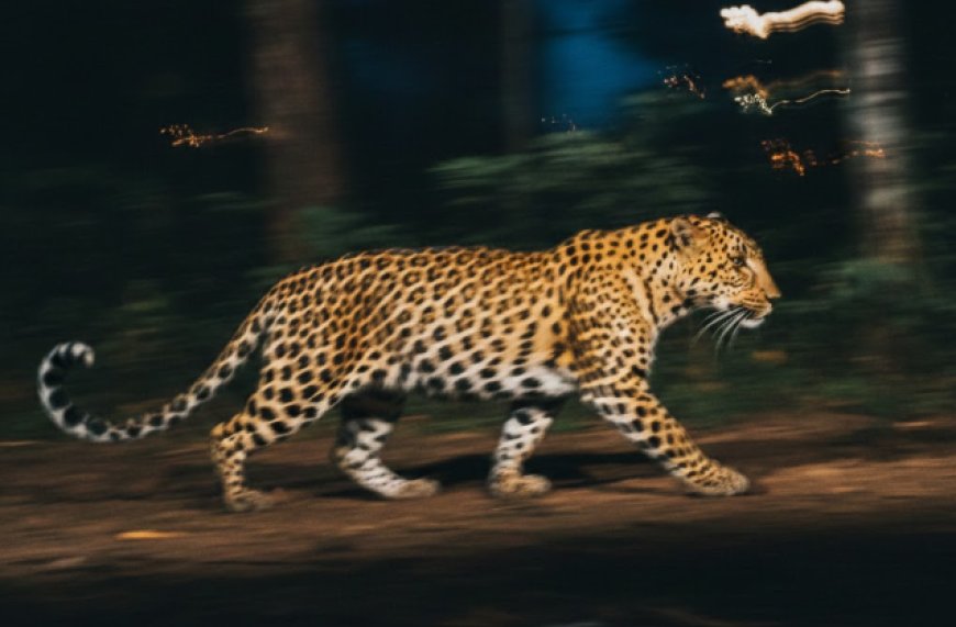 ಚಿಪಗಿ ಸುತ್ತಮುತ್ತ ಚಿರತೆ ಪ್ರತ್ಯಕ್ಷ - ಸಾರ್ವಜನಿಕರಲ್ಲಿ ಆತಂಕ, ಅರಣ್ಯ ಇಲಾಖೆ ಹೈ ಅಲರ್ಟ್: ಸಾಮಾಜಿಕ ಜಾಲತಾಣಗಳಲ್ಲಿ ಅಲರ್ಟ್‌ ಮೆಸೆಜ್‌ ರವಾನೆ