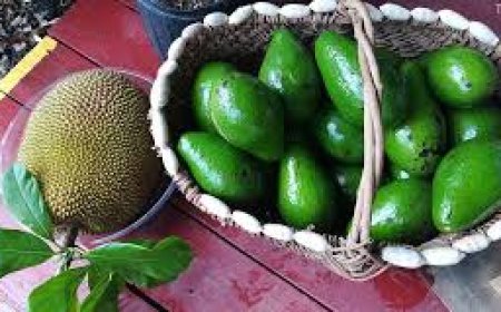 ಹಲಸು vs ಅವಕಾಡೋ — ನಮ್ಮ ಮನೆಯ ಸೂಪರ್‌ಫುಡ್ ಯಾವುದು?