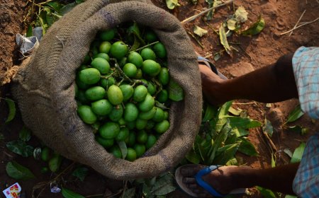 ಅಘನಾಶಿನಿ ತೀರದಲ್ಲಿ 'ಅಪ್ಪೇಮಿಡಿ' ಘಮಲು: ಅಪರೂಪದ ವೃಕ್ಷವೈವಿಧ್ಯ ಸಮೀಕ್ಷೆಗೆ ಪಾದಯಾತ್ರೆ ಸಜ್ಜು!