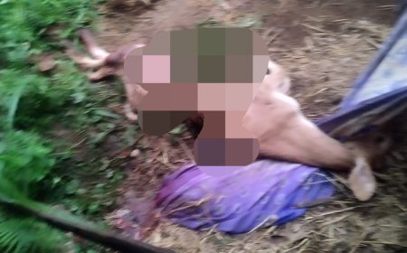 ಹುಲಿ ದಾಳಿಗೆ ಆಕಳು ಕರು ಬಲಿ; ವ್ಯಾಘ್ರನ ಸೆರೆಗೆ ಅರಣ್ಯ ಇಲಾಖೆಗೆ ಗ್ರಾಮಸ್ಥರ ಆಗ್ರಹ