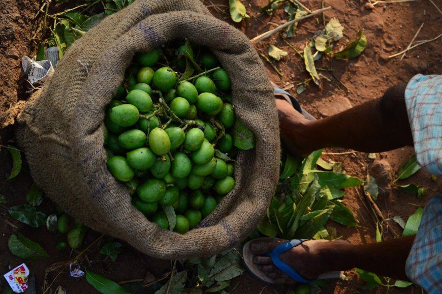 ಅಘನಾಶಿನಿ ತೀರದಲ್ಲಿ 'ಅಪ್ಪೇಮಿಡಿ' ಘಮಲು: ಅಪರೂಪದ ವೃಕ್ಷವೈವಿಧ್ಯ ಸಮೀಕ್ಷೆಗೆ ಪಾದಯಾತ್ರೆ ಸಜ್ಜು!