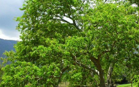 ಬಿಳೇಮತ್ತಿ / ಮತ್ತಿ (Terminalia arjuna) ಮೇಲೆ ಬೇಡ್ತಿ–ವರದಾ ನದಿ ಯೋಜನೆಯ ಪರಿಣಾಮ.