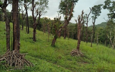 ಬೆಟ್ಟಲ್ಯಾಂಡ್: ಒಬ್ಬ ಗಂಡ - ಮೂರು ಮನೆಗಳು, ಆದರೆ ಒಂದರಲ್ಲೂ ಅವನಿಗೆ ಪೂರ್ಣ ಹಕ್ಕಿಲ್ಲ!