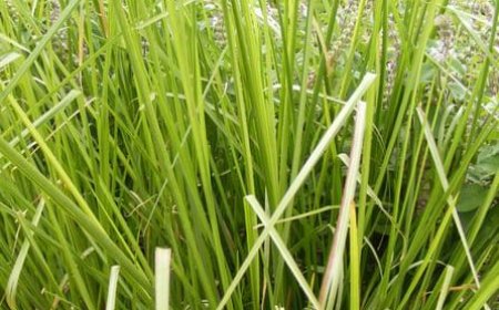 ಉಶೀರ (ಲಾವಂಚ) – ಬೇಸಿಗೆಯ ಅಮೃತ, ಆಯುರ್ವೇದದ ನೈಸರ್ಗಿಕ ಕೂಲರ್