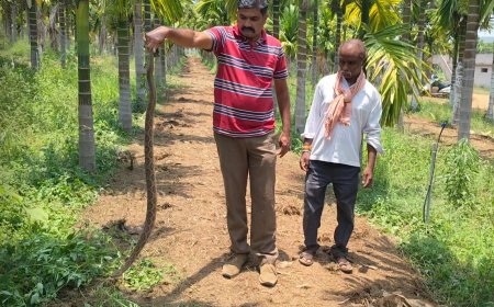 ಬಾಚಣಿಗಿ ಅಡಿಕೆ ತೋಟದಲ್ಲಿ ಪ್ರತ್ಯಕ್ಷವಾಯಿತು 'ಸಾವಿನ ದೂತ': ಬೆಚ್ಚಿಬಿದ್ದ ರೈತರು, ಅರಣ್ಯ ಇಲಾಖೆಯಿಂದ ಸಾಹಸಮಯ ಕಾರ್ಯಾಚರಣೆ!