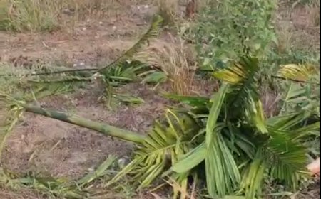 ದೇವನಳ್ಳಿಯಲ್ಲಿ ಕಾಡುಕೋಣಗಳ ಅಟ್ಟಹಾಸ: ಅಡಿಕೆ ತೋಟಗಳು ಧ್ವಂಸ, ಕೃಷಿಕರ ಬದುಕು ಕಂಗೆಟ್ಟು ಕಂಗಾಲು!