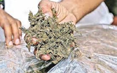 ಶಿರಸಿ: ಗಾಂಜಾ ಸೇವನೆ ದೃಢ; ಯುವಕನ ಬಂಧನ