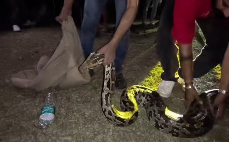 ದಾಂಡೇಲಿ: ಐಪಿಎಂ ಮೈದಾನದಲ್ಲಿ 15 ಅಡಿ ಉದ್ದದ ಬೃಹತ್ ಹೆಬ್ಬಾವು ಪ್ರತ್ಯಕ್ಷ; ಬೆಚ್ಚಿಬಿದ್ದ ಸ್ಥಳೀಯರು!