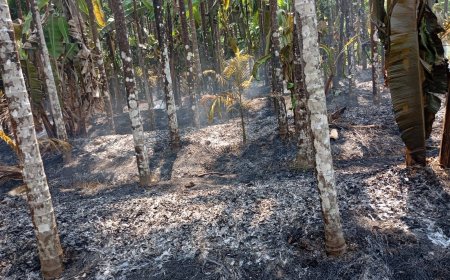 ಆಕಸ್ಮಿಕ ಅಗ್ನಿ ಅವಘಡಕ್ಕೆ 300 ಅಡಿಕೆ ಮರಗಳು ಭಸ್ಮ; ರೈತನ ದಶಕಗಳ ಶ್ರಮ ಸುಟ್ಟು ಕರಕಲು
