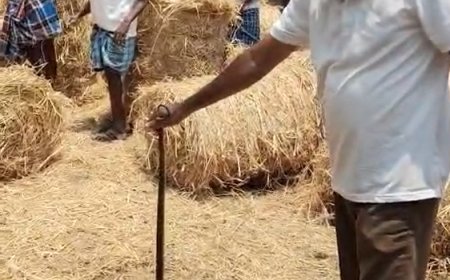 ಹುಲ್ಲಿನ ರಾಶಿಯಲ್ಲಿ ಅಡಗಿದ್ದ ನಾಗರಹಾವು: ರಕ್ಷಿಸಿ ಕಾಡಿಗೆ ಬಿಟ್ಟ ಸುನೀಲ್‌ ಹೊನ್ನಾವರ