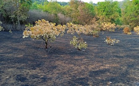 ಅಗ್ನಿ ಅವಘಡಕ್ಕೆ ಸುಟ್ಟು ಕರಕಲಾದ ಏಳು ಎಕರೆ ಗೇರು ತೋಟ; ಲಕ್ಷಾಂತರ ರೂಪಾಯಿ ನಷ್ಟ!