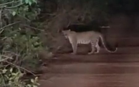 ಗೋಕರ್ಣದ ಸೌಂದರ್ಯದ ನಡುವೆ 'ಚಿರತೆ' ಭೀತಿ: ಪ್ರವಾಸಿ ತಾಣಗಳಲ್ಲಿ ವನ್ಯಜೀವಿಯ ಹೈಡ್ರಾಮಾ!