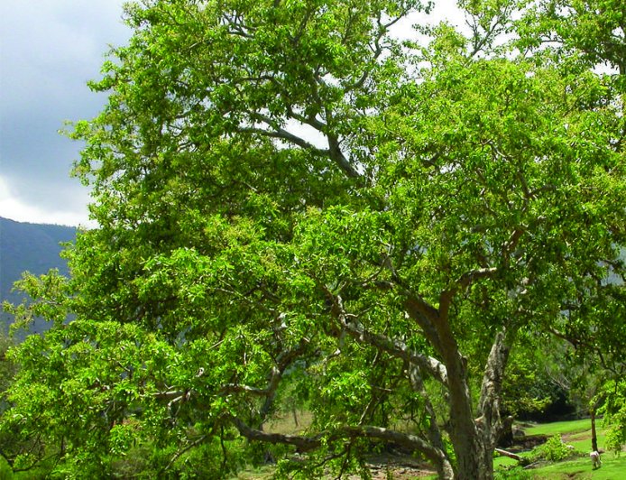 ಬಿಳೇಮತ್ತಿ / ಮತ್ತಿ (Terminalia arjuna) ಮೇಲೆ ಬೇಡ್ತಿ–ವರದಾ ನದಿ ಯೋಜನೆಯ ಪರಿಣಾಮ.