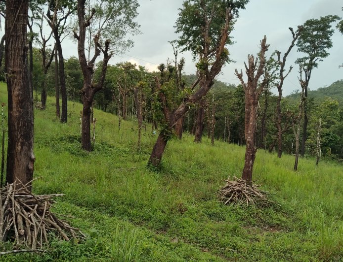 ಬೆಟ್ಟಲ್ಯಾಂಡ್: ಒಬ್ಬ ಗಂಡ - ಮೂರು ಮನೆಗಳು, ಆದರೆ ಒಂದರಲ್ಲೂ ಅವನಿಗೆ ಪೂರ್ಣ ಹಕ್ಕಿಲ್ಲ!