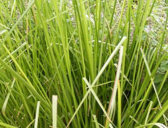 ಉಶೀರ (ಲಾವಂಚ) – ಬೇಸಿಗೆಯ ಅಮೃತ, ಆಯುರ್ವೇದದ ನೈಸರ್ಗಿಕ ಕೂಲರ್