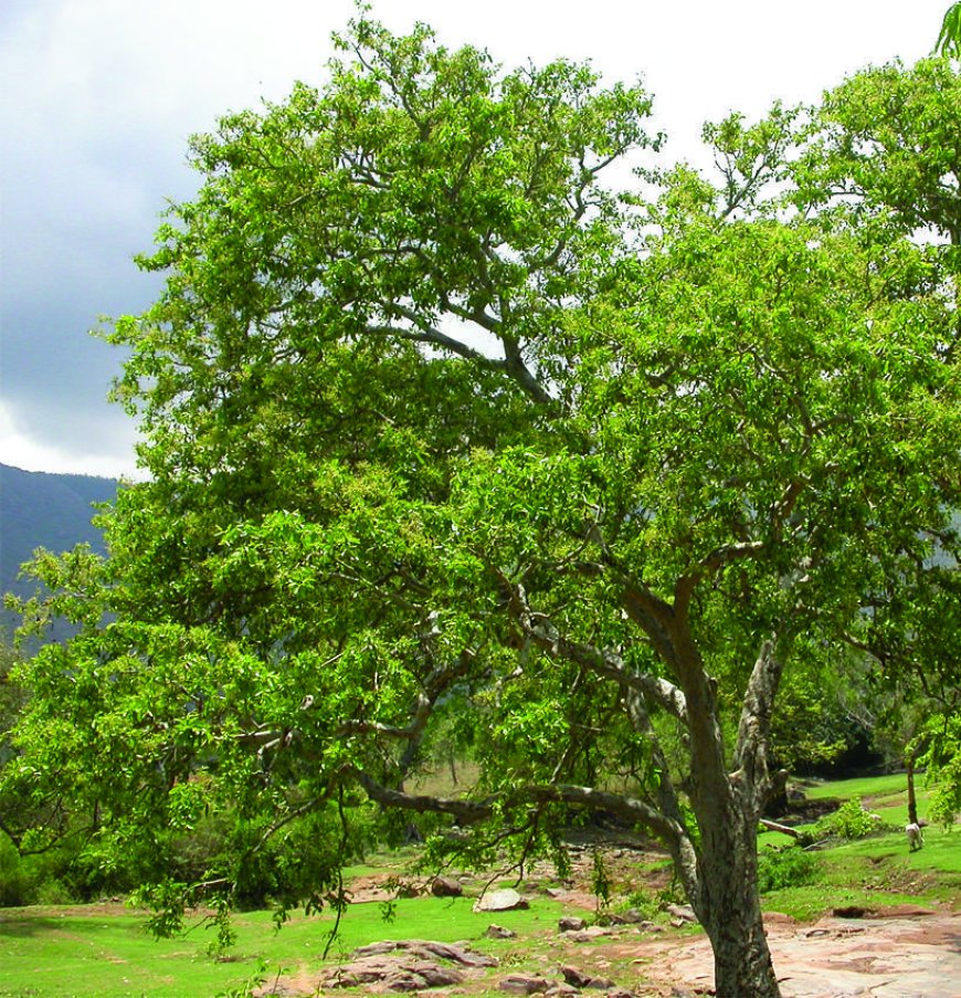 ಬಿಳೇಮತ್ತಿ / ಮತ್ತಿ (Terminalia arjuna) ಮೇಲೆ ಬೇಡ್ತಿ–ವರದಾ ನದಿ ಯೋಜನೆಯ ಪರಿಣಾಮ.