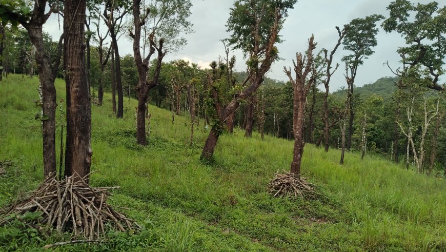 ಬೆಟ್ಟಲ್ಯಾಂಡ್: ಒಬ್ಬ ಗಂಡ - ಮೂರು ಮನೆಗಳು, ಆದರೆ ಒಂದರಲ್ಲೂ ಅವನಿಗೆ ಪೂರ್ಣ ಹಕ್ಕಿಲ್ಲ!