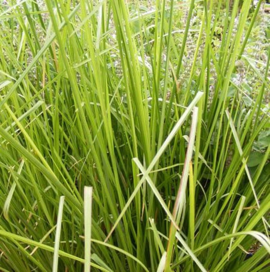 ಉಶೀರ (ಲಾವಂಚ) – ಬೇಸಿಗೆಯ ಅಮೃತ, ಆಯುರ್ವೇದದ ನೈಸರ್ಗಿಕ ಕೂಲರ್