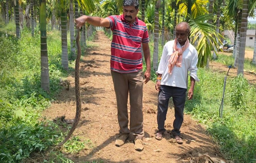 ಬಾಚಣಿಗಿ ಅಡಿಕೆ ತೋಟದಲ್ಲಿ ಪ್ರತ್ಯಕ್ಷವಾಯಿತು 'ಸಾವಿನ ದೂತ': ಬೆಚ್ಚಿಬಿದ್ದ ರೈತರು, ಅರಣ್ಯ ಇಲಾಖೆಯಿಂದ ಸಾಹಸಮಯ ಕಾರ್ಯಾಚರಣೆ!