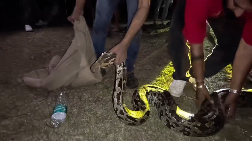 ದಾಂಡೇಲಿ: ಐಪಿಎಂ ಮೈದಾನದಲ್ಲಿ 15 ಅಡಿ ಉದ್ದದ ಬೃಹತ್ ಹೆಬ್ಬಾವು ಪ್ರತ್ಯಕ್ಷ; ಬೆಚ್ಚಿಬಿದ್ದ ಸ್ಥಳೀಯರು!