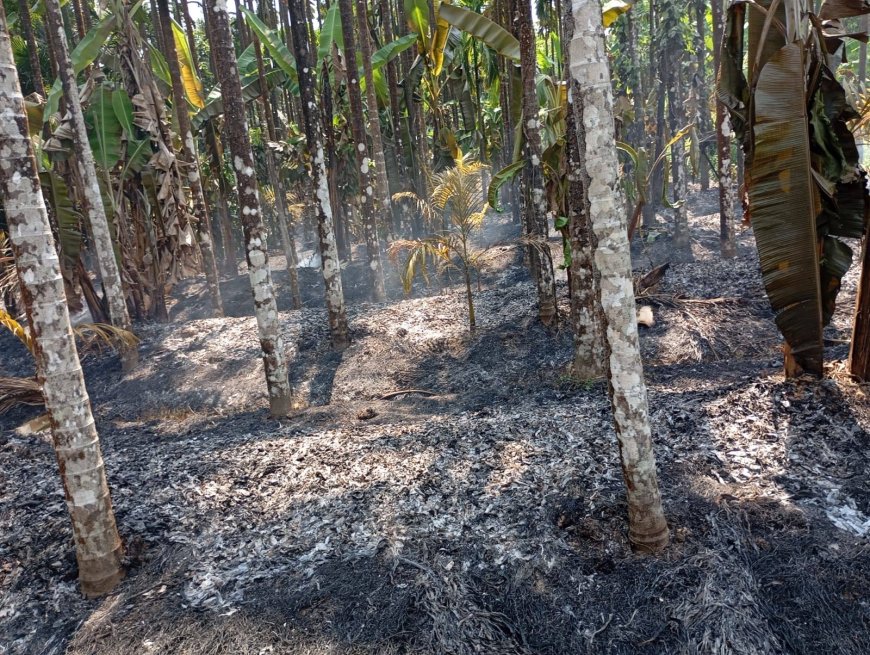 ಆಕಸ್ಮಿಕ ಅಗ್ನಿ ಅವಘಡಕ್ಕೆ 300 ಅಡಿಕೆ ಮರಗಳು ಭಸ್ಮ; ರೈತನ ದಶಕಗಳ ಶ್ರಮ ಸುಟ್ಟು ಕರಕಲು