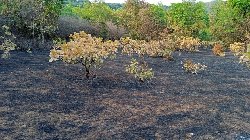 ಅಗ್ನಿ ಅವಘಡಕ್ಕೆ ಸುಟ್ಟು ಕರಕಲಾದ ಏಳು ಎಕರೆ ಗೇರು ತೋಟ; ಲಕ್ಷಾಂತರ ರೂಪಾಯಿ ನಷ್ಟ!
