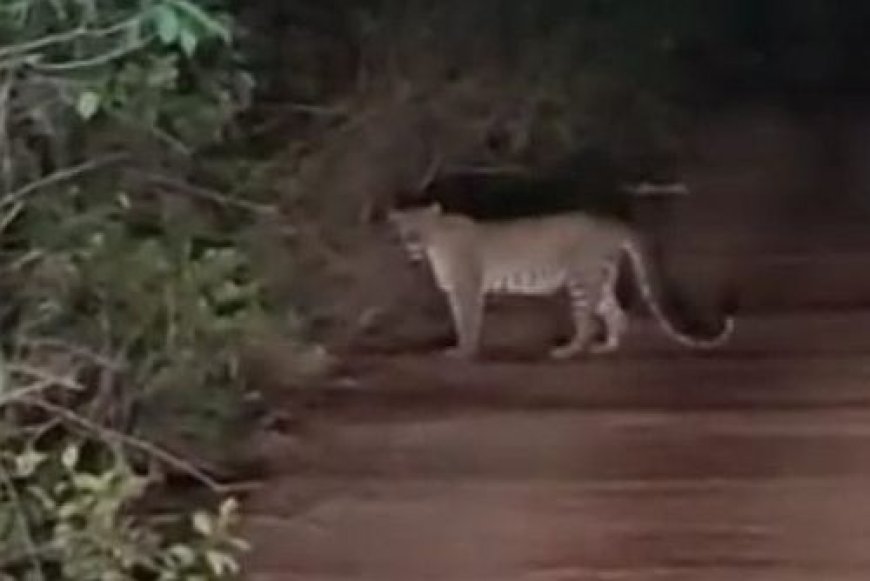 ಗೋಕರ್ಣದ ಸೌಂದರ್ಯದ ನಡುವೆ 'ಚಿರತೆ' ಭೀತಿ: ಪ್ರವಾಸಿ ತಾಣಗಳಲ್ಲಿ ವನ್ಯಜೀವಿಯ ಹೈಡ್ರಾಮಾ!