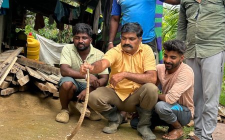 ನಿರ್ಮಾಣ ಹಂತದ ಕಟ್ಟಡದಲ್ಲಿ ಆತಂಕ: ಸೆಂಟ್ರಿಂಗ್ ಹಲಿಗೆಯಡಿ ಸಿಲುಕಿ ಒದ್ದಾಡುತ್ತಿದ್ದ ಬೃಹತ್ ನಾಗರಹಾವಿನ ಯಶಸ್ವಿ ರಕ್ಷಣೆ