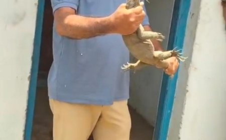 ಕಾತುರ ಶ್ರೀ ಮಾರಿಕಾಂಬಾ ದೇವಸ್ಥಾನದ ಬಳಿ ಪ್ರತ್ಯಕ್ಷವಾದ ಬೃಹತ್ 'ಉಡ': ಅರಣ್ಯ ಇಲಾಖೆಯ ಮಿಂಚಿನ ಕಾರ್ಯಾಚರಣೆ, ಯಶಸ್ವಿ ರಕ್ಷಣೆ