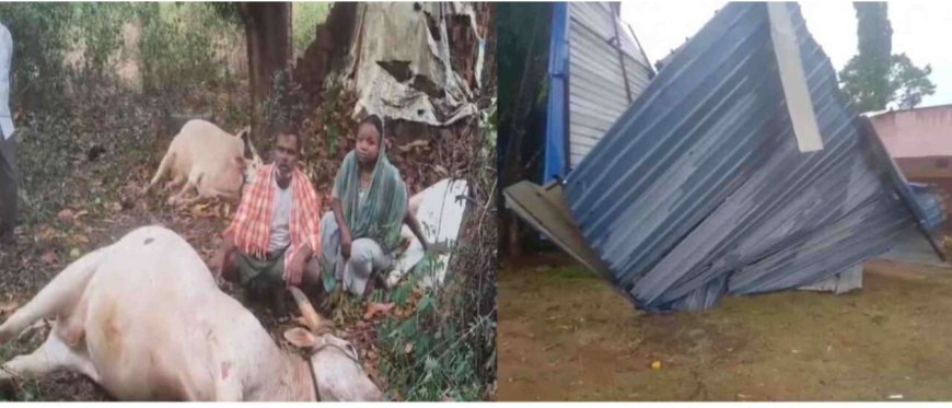 ಸಿಡಿಲಬ್ಬರದ ಆರ್ಭಟ: ಹಳಿಯಾಳದಲ್ಲಿ ಘೋರ ದುರಂತ, ಮೂರು ಜಾನುವಾರುಗಳು ಬಲಿ; ಶಾಲೆಯ ಮೇಲ್ಚಾವಣಿ ಫೀಸ್ ಫೀಸ್!