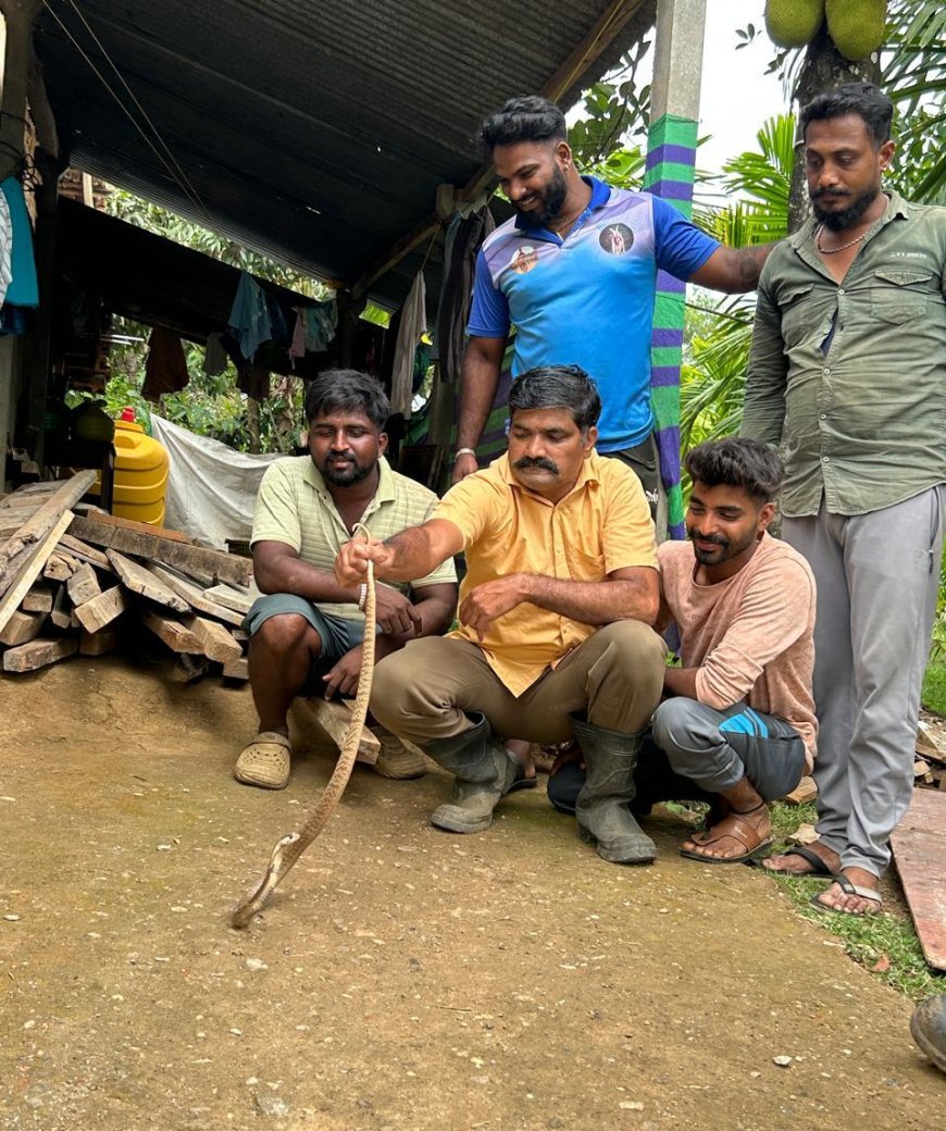 ನಿರ್ಮಾಣ ಹಂತದ ಕಟ್ಟಡದಲ್ಲಿ ಆತಂಕ: ಸೆಂಟ್ರಿಂಗ್ ಹಲಿಗೆಯಡಿ ಸಿಲುಕಿ ಒದ್ದಾಡುತ್ತಿದ್ದ ಬೃಹತ್ ನಾಗರಹಾವಿನ ಯಶಸ್ವಿ ರಕ್ಷಣೆ